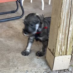 Miniature Schnauzers and Standard Schnauzers from Southcross Miniature Schnauzers and Standard Schnauzers