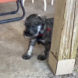 Miniature Schnauzers and Standard Schnauzers from Southcross Miniature Schnauzers and Standard Schnauzers