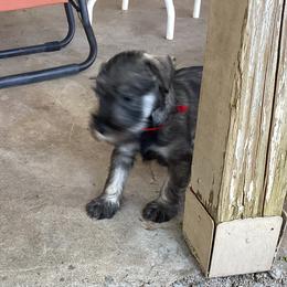 Miniature Schnauzers and Standard Schnauzers from Southcross Miniature Schnauzers and Standard Schnauzers