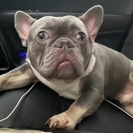 French Bulldogs from Chroma-Hy Bullyz