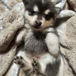 Pomsky Puppies from VooDoux Farms