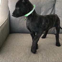 Dutch Shepherd Puppies from TecK9s
