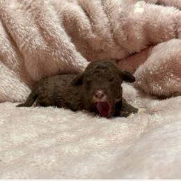 Female Liver - Liver female Bedlington Terrier puppy in Dunbar, Pennsylvania from Anolani