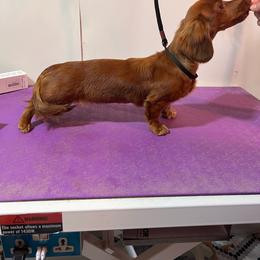 Bells - Dachshund