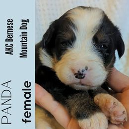 Panda - Black rust and white female Bernese Mountain Dog puppy in Shiloh, Georgia from Doodle Mountain