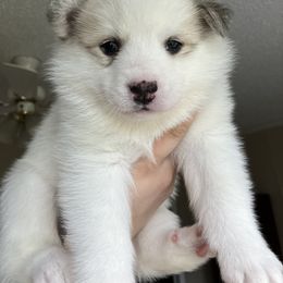 Pomsky Puppies from CNY Pocket Pomskies