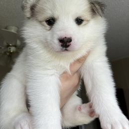 Pomsky Puppies from CNY Pocket Pomskies