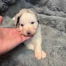 Australian Shepherd Puppies from Bullet & Whiskey’s Pups