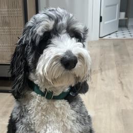 Bernedoodles and Labradoodles from SUNNY SIDE DOODLES
