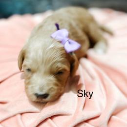 Sky - Cream female Goldendoodle puppy in Pasco, Washington from Camp Doodle Woods