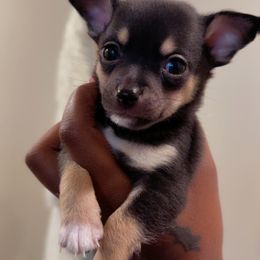 Chihuahua Puppies from Lawinski’s Chihuahua World