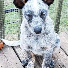 Australian Cattle Dog Puppies from Blue Coyote Ranch
