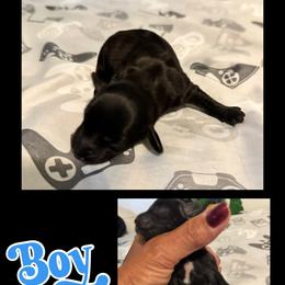 Doxipoo Boy - Black male Dachshund puppy in Michigan from Amberly's Dachshunds