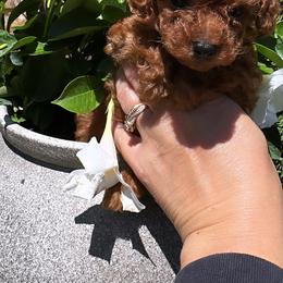 Scooter - Red  male Poodle puppy in Gresham, Oregon from Gresham puppies