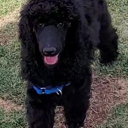 Poodle Puppies from Serendipite Poodles