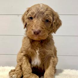 Peanut - Red  male Goldendoodle puppy in Taylorsville, North Carolina from Doggone Dixie Doodles
