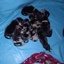 American Leopard Hound Puppies from Black Dragon Hounds