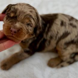 Black collar boy - Chocolate merle male Bernedoodle puppy in Colorado Springs, Colorado from Mercy Mountain Bernedoodles