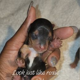 Biewer Terrier, Poodle, and Yorkshire Terrier Puppies from Tiny Paws Luxury Pets