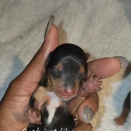 Biewer Terrier, Poodle, and Yorkshire Terrier Puppies from Tiny Paws Luxury Pets