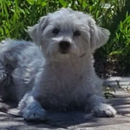 Mini - Morkie