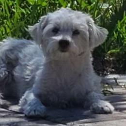 Mini - Morkie
