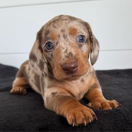 Bruno by - Dapple male Dachshund puppy in Callahan, Florida from Little Foot Kennels