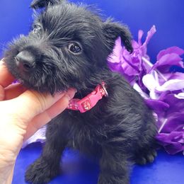 Maggie - Black female Scottish Terrier puppy in Crossville, Tennessee from Cavern Kennels