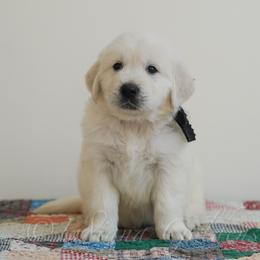 Mr Black - Light golden male Golden Retriever puppy in Bedford, Indiana from Indiana Goldens