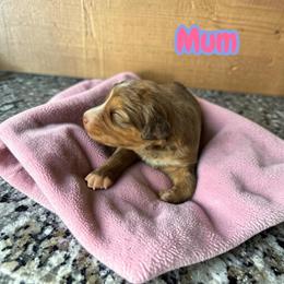 Mum - Sable female Aussiedoodle puppy in Ellenburg Center, New York from Kristin's Puppies