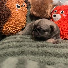 Phillip - Fawn male Pug puppy in Hanover, Virginia from Pure Pugs