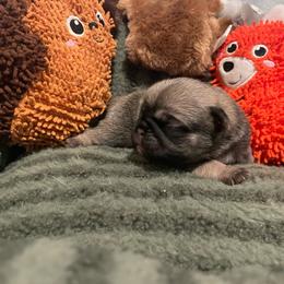 Phillip - Fawn male Pug puppy in Hanover, Virginia from Pure Pugs