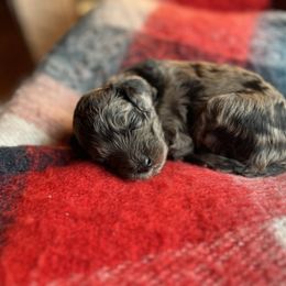 Sheepadoodle Puppies from Oak Hill Doodles