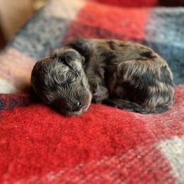 Sheepadoodle Puppies from Oak Hill Doodles