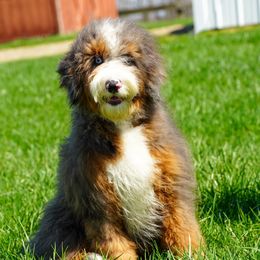 Friday - Bernedoodle