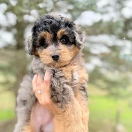 Cheyenne - Blue merle female Aussiedoodle puppy in Kalamazoo, Michigan from Creekside Ranch