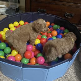 Goldendoodle Puppies from Dee’s Adorable Doodles