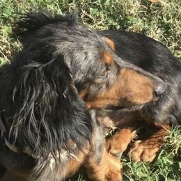 Dachshunds from Connie Munoz's Dachshunds