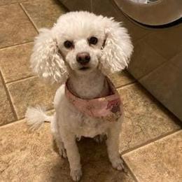 Poodles from Pine Ridge Kennels