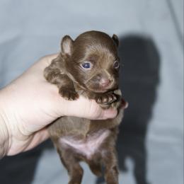 Lily - Chocolate female Pomeranian puppy in Saint Ignatius, Montana from Pomeranians Montana