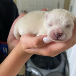 Puppy 4 - White female Pomeranian puppy in Paducah, Kentucky from Perennial Poms Pomeranian Breeder