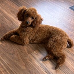 Aussiedoodle puppies from Whiskey River Doodles