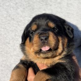 Red Collar (M) - Black and rust male Rottweiler puppy in San Antonio, Texas from VHWilliamsRottweilers