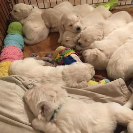 Golden Retriever Puppies from Golden Retriever Street