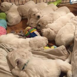 Golden Retriever Puppies from Golden Retriever Street