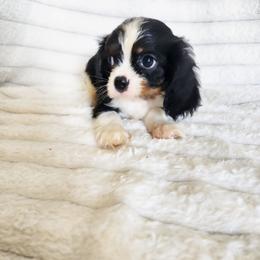 Socks - Tri-color male Cavalier King Charles Spaniel puppy in Wilburton, Oklahoma from My Kids Kennel