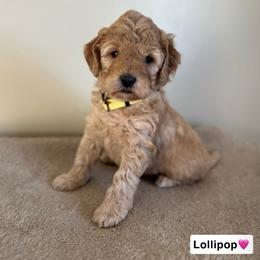 Lollipop - Red  female Goldendoodle puppy in Crothersville, Indiana from Wischmeier’s Doodles