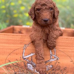 Light Blue Boy - Red  male Goldendoodle puppy in Buna, Texas from 7Lands Farm + Ranch