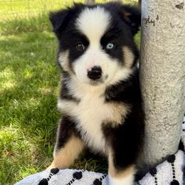 Cobalt - Black tri-color male Australian Shepherd puppy in Heber City, Utah from Junipersdoodles