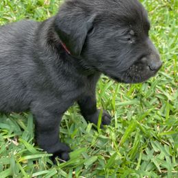 Boy 5 - Black Labrador Retriever puppy in Houston, Texas from Bahrking Heights Labradors